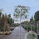 Photinia fraseri 'Red Robin' 170 cm stam container 12-14