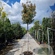 Photinia fraseri 'Red Robin' 180 cm stam container 12-14 leiboom