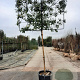 Photinia fraseri 'Red Robin' 180 cm stam container 16-18 lei 180x120
