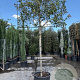 Photinia fraseri 'Red Robin' 180 cm stam container 16-18 lei 180x120
