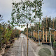 Photinia fraseri 'Red Robin' 180 cm stam container 8-10