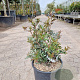 Pistacia lentiscus 40-60 cm 10L