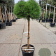 Pinus 'Marie Bregeon' 180 cm stam container 50-60