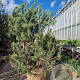 Pinus nigra 200-250 cm draadkluit meerstammig 140-160 diameter