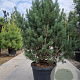 Pinus sylvestris 125-150 cm cont. 90L solitair