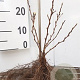Physocarpus opulifolius 60-100 cm wortelgoed 1/1