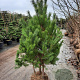 Pinus sylvestris 175-200 cm draadkluit meerstammig solitair