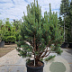 Pinus sylvestris 80-100 cm 2,5L