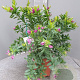 Polygala myrtifolia GM C3