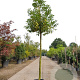 Prunus l. 'Angustifolia' 120 cm stam container 20-25