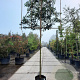 Prunus l. 'Angustifolia' 180 cm stam container 14-16