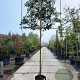 Prunus l. 'Angustifolia' 180 cm stam container 14-16