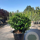 Prunus l. 'Angustifolia' 80 cm container bol
