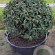 Prunus l. 'Angustifolia' 80 cm container bol