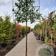 Prunus l. 'Caucasica' 200 cm stam container 14-16 lei 150x120