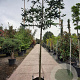 Prunus l. 'Caucasica' 200 cm stam container 16-18 leiboom