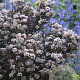 Physocarpus opulif. Little Joker 30-50 cm wortelgoed 0/1/1 2-3 tak