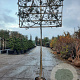 Quercus ilex 180 cm stam container 20-25 lei 150x120