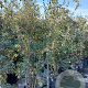 Quercus ilex 200-250 cm 35L