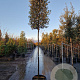 Quercus ilex 200 cm stam container 18-20