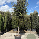 Quercus ilex 200 cm stam container 20-25 leiboom