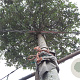 Quercus ilex 200 cm stam container 45-50