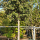 Quercus ilex 200 cm stam container 45-50