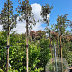 Quercus ilex 200 cm stam container 8-10