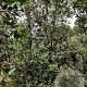 Quercus ilex 300-350 cm container meerstammig