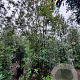 Quercus ilex 400-450 cm container