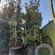 Quercus ilex 600-700 cm container