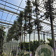 Quercus ilex 8-10 HO container
