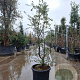 Quercus suber 150-175 cm cont. 70L meerstammig