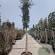 Quercus suber 180 cm stam container 25-30