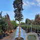Quercus suber 200 cm stam container 45-50