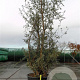 Quercus suber 250-300 cm cont. 90L meerstammig