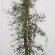 Quercus suber 250-300 cm cont. 90L meerstammig