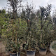 Quercus suber 250-300 cm cont. 90L meerstammig