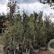 Quercus suber 250-300 cm cont. 90L meerstammig
