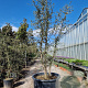 Quercus suber 250-300 cm container meerstammig solitair
