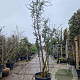Quercus suber 300-350 cm cont. 130L meerstammig