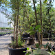 Quercus suber 300-350 cm cont. 130L meerstammig