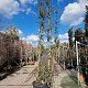 Quercus suber 300-350 cm cont. 130L meerstammig