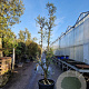 Quercus suber 300-350 cm cont. 130L meerstammig