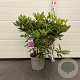 Rhododendron 'Catawb. Boursault' 50-60 cm 7,5L
