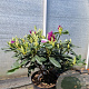 Rhododendron 'Lee's Dark Purple' 70-80 cm 10L
