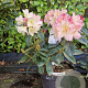 Rhododendron (Y) 'Percy Wiseman' 30-40 cm 5,0L