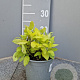 Salvia elegans 'Honeymelon' P14