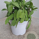 Salvia officinalis GM C3