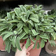 Salvia officinalis GM C5